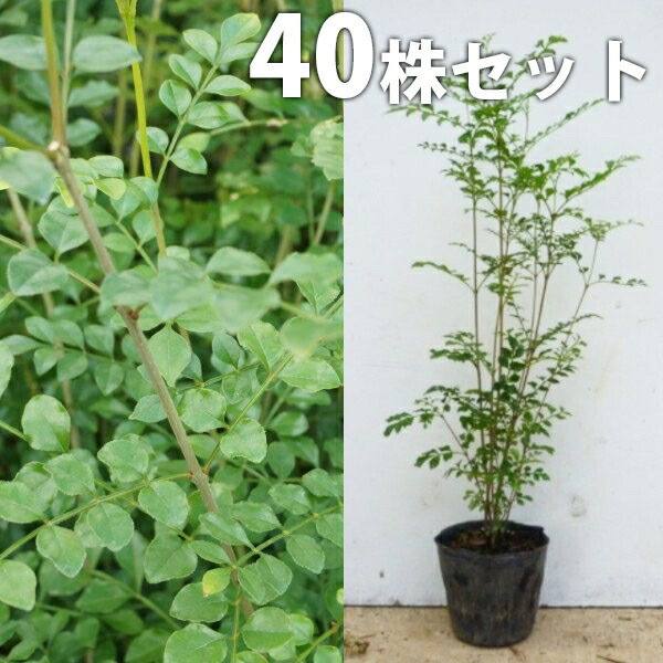 植木 シマトネリコ 3m」の人気商品一覧 | 安い商品を通販サイトから