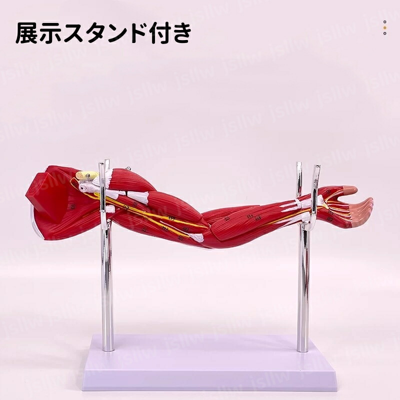 楽天市場】【10倍ポイント】人体腕筋肉構造モデル 筋肉解剖模型 上肢の