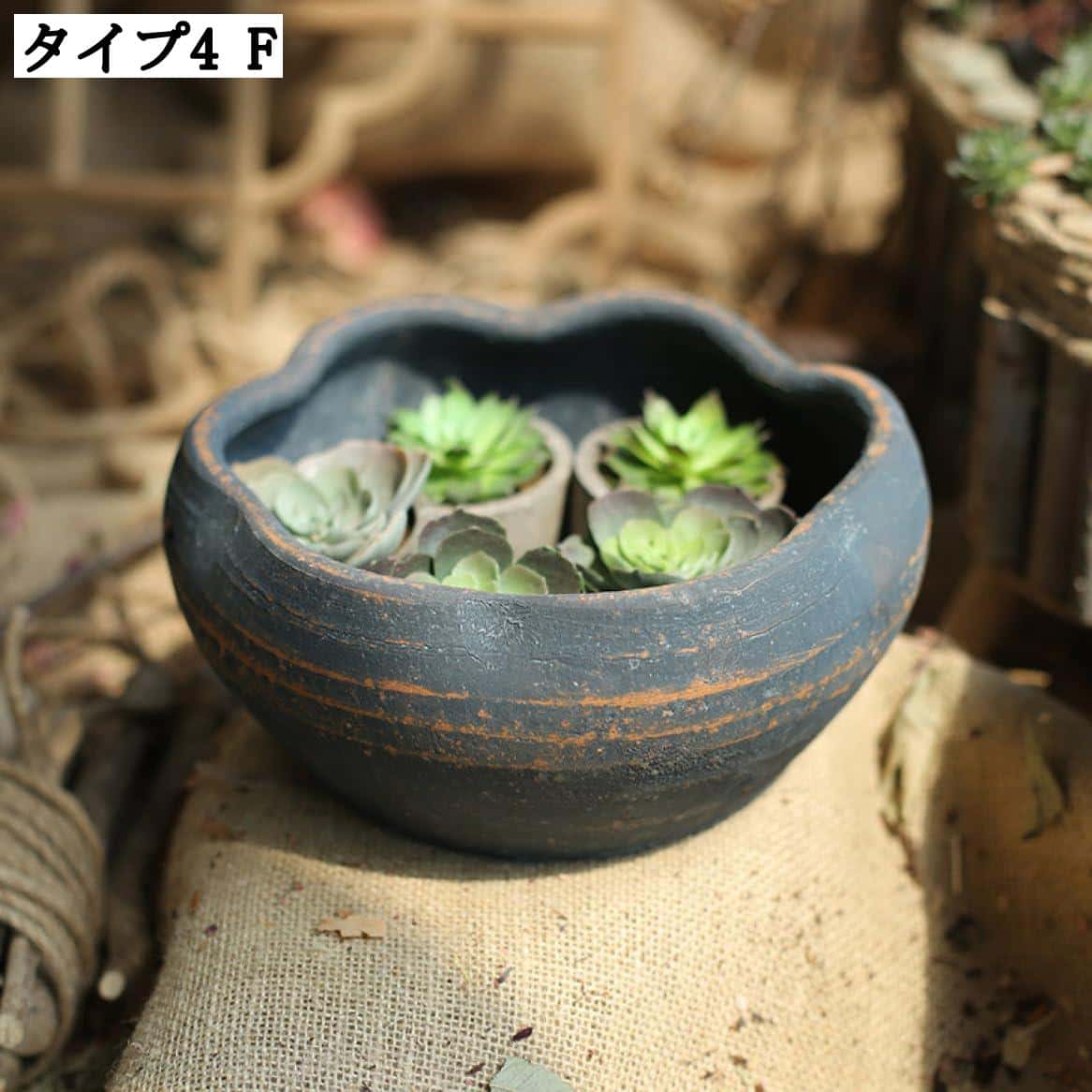 楽天市場】小型植木鉢 サボテン鉢 浅型 陶器鉢 アンティーク 多肉植物