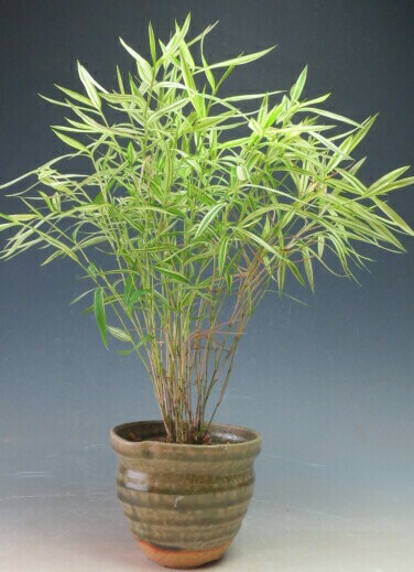 imgrc0100870949.jpg
