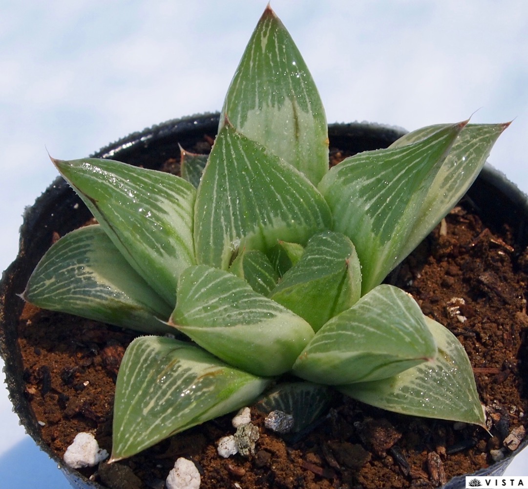ハオルチア マクマトリー Transvaal、Verena 多肉植物260201 多肉植物