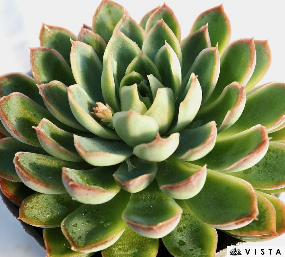 楽天市場】紅蓮華（ベニレンゲ）センペルビウム属 多肉植物 9cmポット