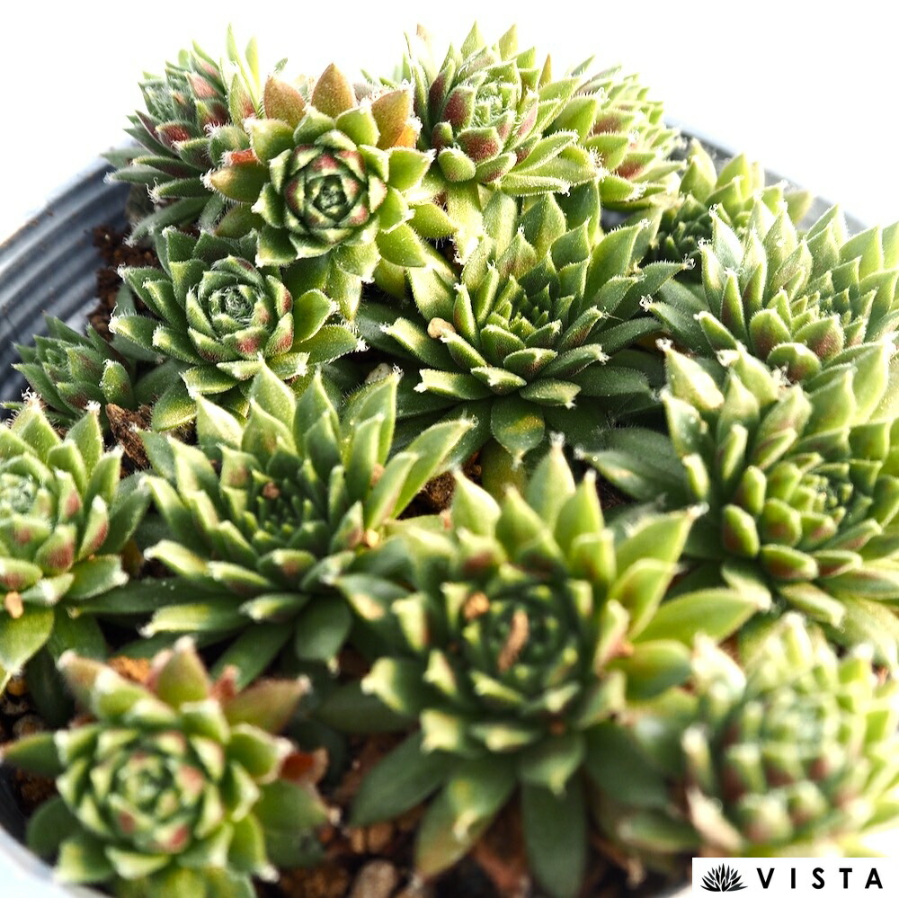 楽天市場】ルビースター ハオルチア属【ジュエルプランツ】 多肉植物