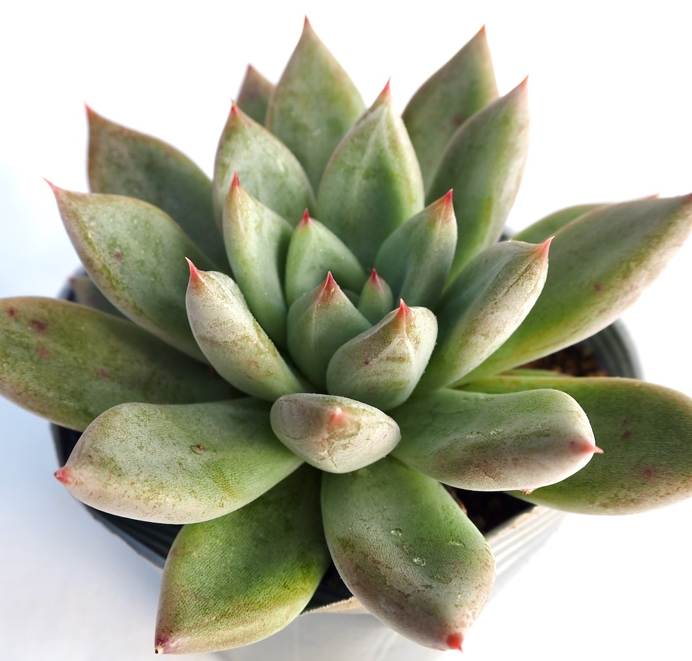 楽天市場】シンデレラ パキフィツム属 多肉植物 9cmポット観葉植物