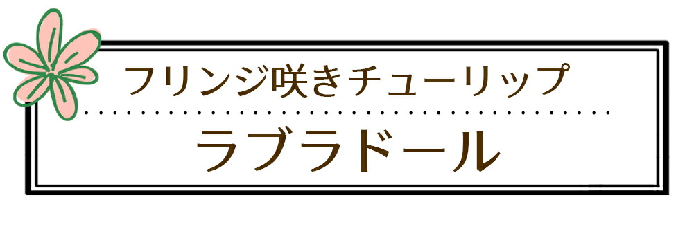 楽天市場】球根 花 フリンジ咲き チューリップ ラブラドール 5球セット