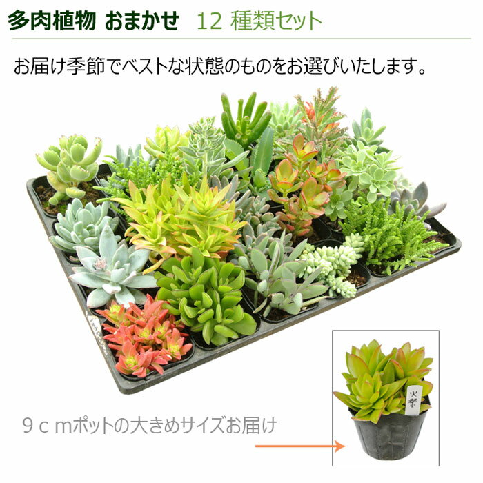 楽天市場】多肉植物アラカルト1鉢 選べる種類No1-No20 多肉植物 苗