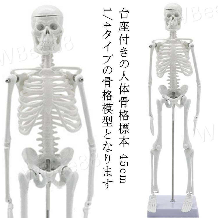 楽天市場】人体模型 45cm 人体骨格模型 骨格標本 稼動 直立 スタンド
