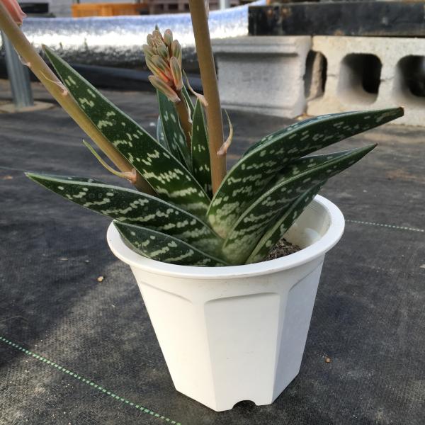 楽天市場】多肉植物：アロエ 千代田錦* : 遊恵盆栽 楽天市場店