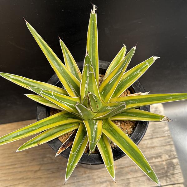 楽天市場】多肉植物：アガベ 笹の雪錦 黄覆輪*L 幅18cm : 遊恵盆栽