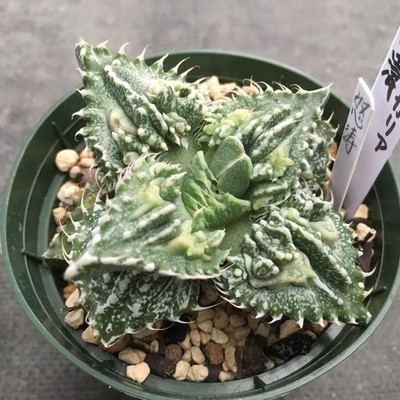 楽天市場】多肉植物：フォーカリア怒涛：幅7cm : 遊恵盆栽 楽天市場店