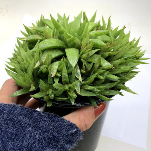 楽天市場】多肉植物：ハオルチア 群生*幅13cm : 遊恵盆栽 楽天市場店