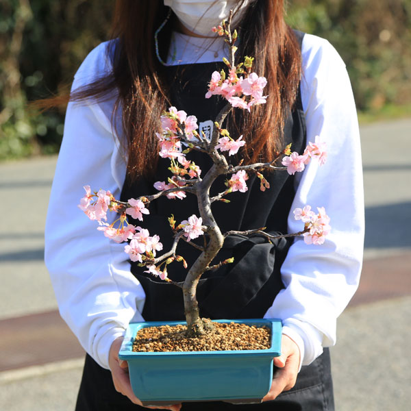 楽天市場】桜盆栽：特選河津桜(緑釉長方縁付鉢)*【2024年春開花】かわ