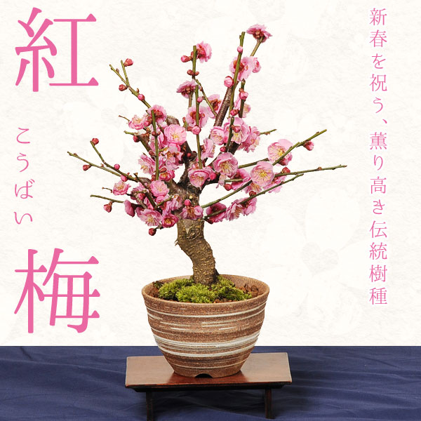 楽天市場】苗：皐月・さつき根上がり（金采） : 遊恵盆栽 楽天市場店