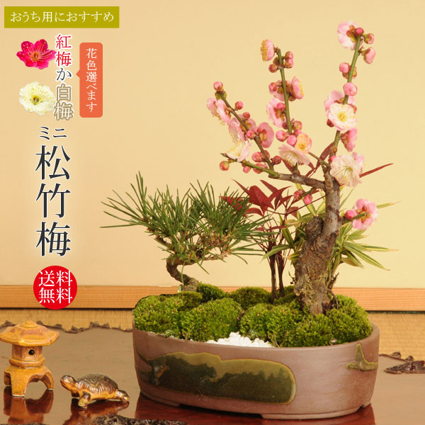 楽天市場】サボテン：トリコケレウス 羅漢丸 自根*幅17cm 現品！一品