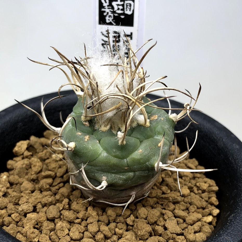 楽天市場】サボテン：ツルビニカルプス 牙城丸 実生*幅3cm ※茶色い