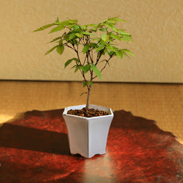 楽天市場】ミニ盆栽：けやき*（白反六角陶器鉢） 欅ケヤキ雑木bonsai