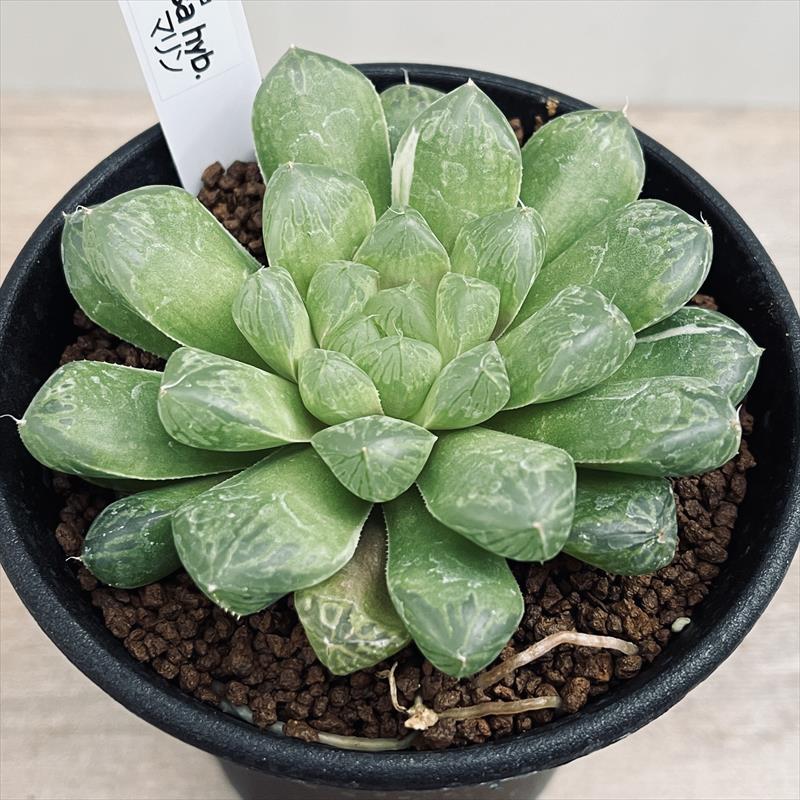 楽天市場】多肉植物：ハオルチア オブツーサ交配種 マリン*幅8cm
