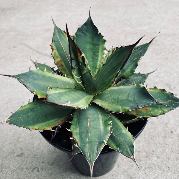 楽天市場】多肉植物：アガベ チタノタ錦 黄覆輪*幅26cm 現品！一品