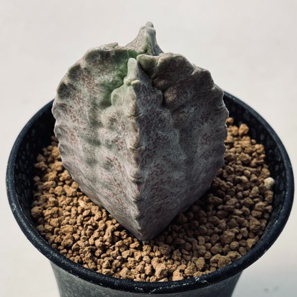 楽天市場】多肉植物：ホワイトスロアネア クラサ*幅5.5cm 現品！一品