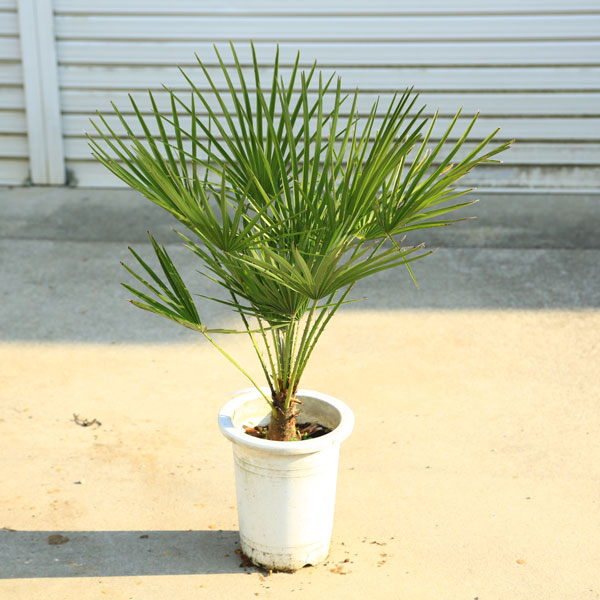 5dm36389.jpg