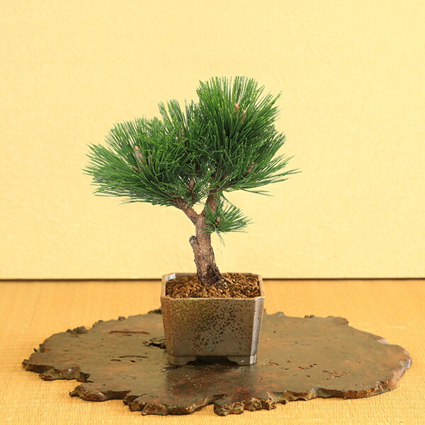 楽天市場】盆栽：黒松（萬古焼正方三彩鉢)*くろまつ クロマツ 鉢植え