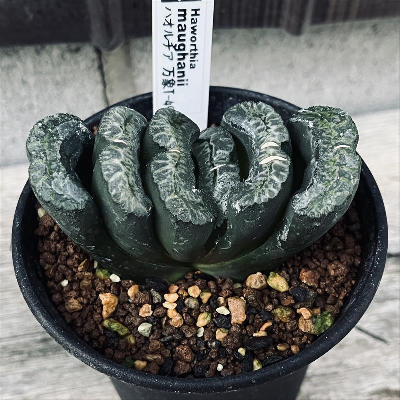 楽天市場】多肉植物：ハオルチア 玉扇 T-49*幅4.5cm : 遊恵盆栽 楽天