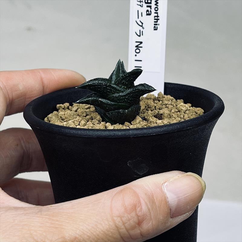 楽天市場】多肉植物：ハオルチア ニグラno.11*幅3cm : 遊恵盆栽 楽天