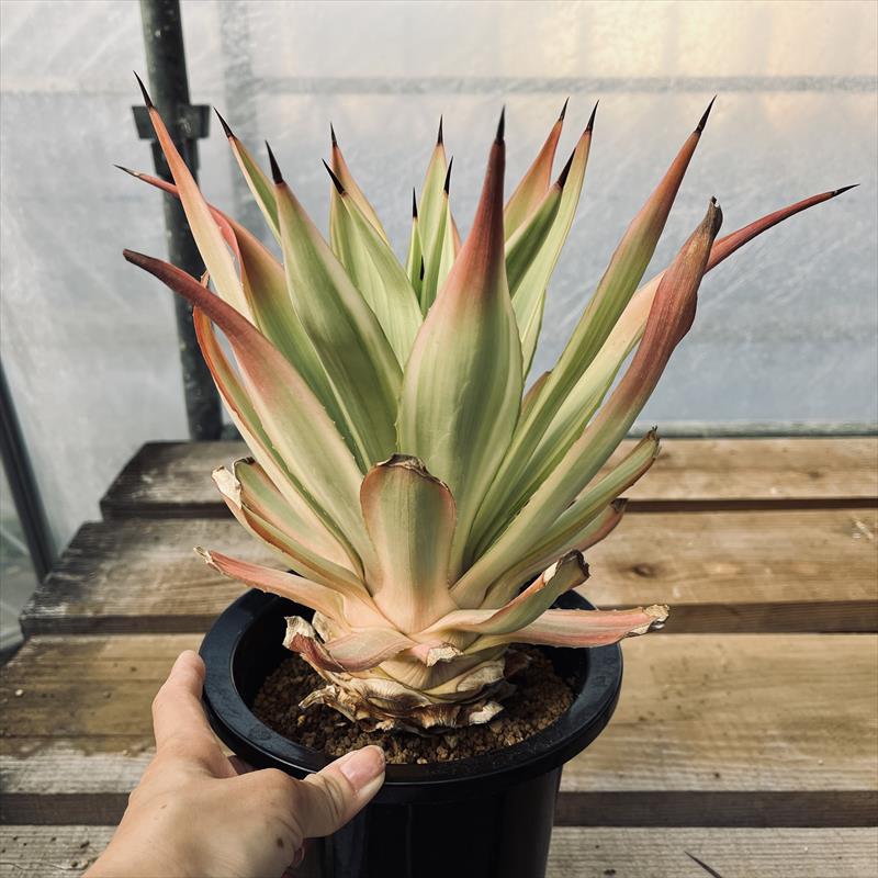 楽天市場】多肉植物：アガベ メリデンシス ジョーホーク*幅22cm 現品