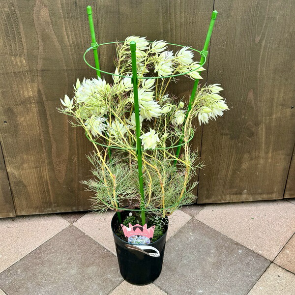 楽天市場】ジョーイセルリア ブラッシングブライド おしゃれ 観葉植物
