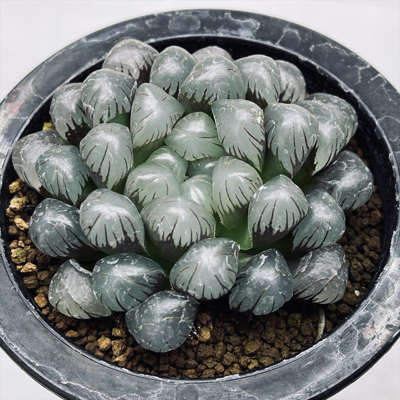 楽天市場】多肉植物：ハオルチア ドドソン紫オブツーサ*幅8cm : 遊恵