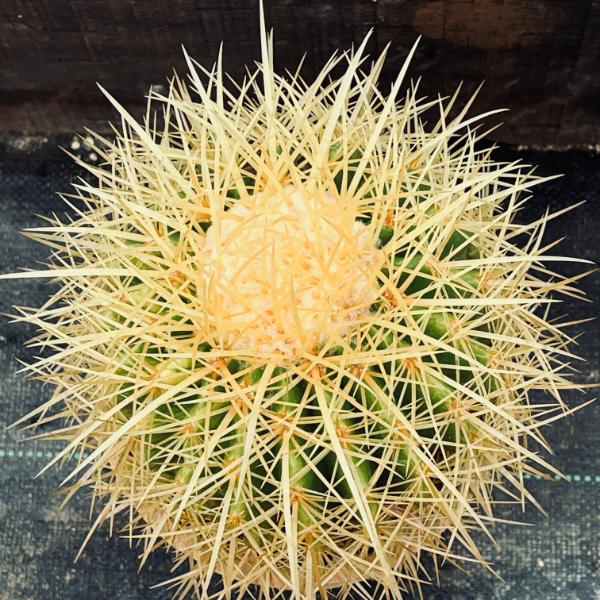 楽天市場】サボテン：エキノカクタス 金鯱錦*幅12cm 現品！一品限り