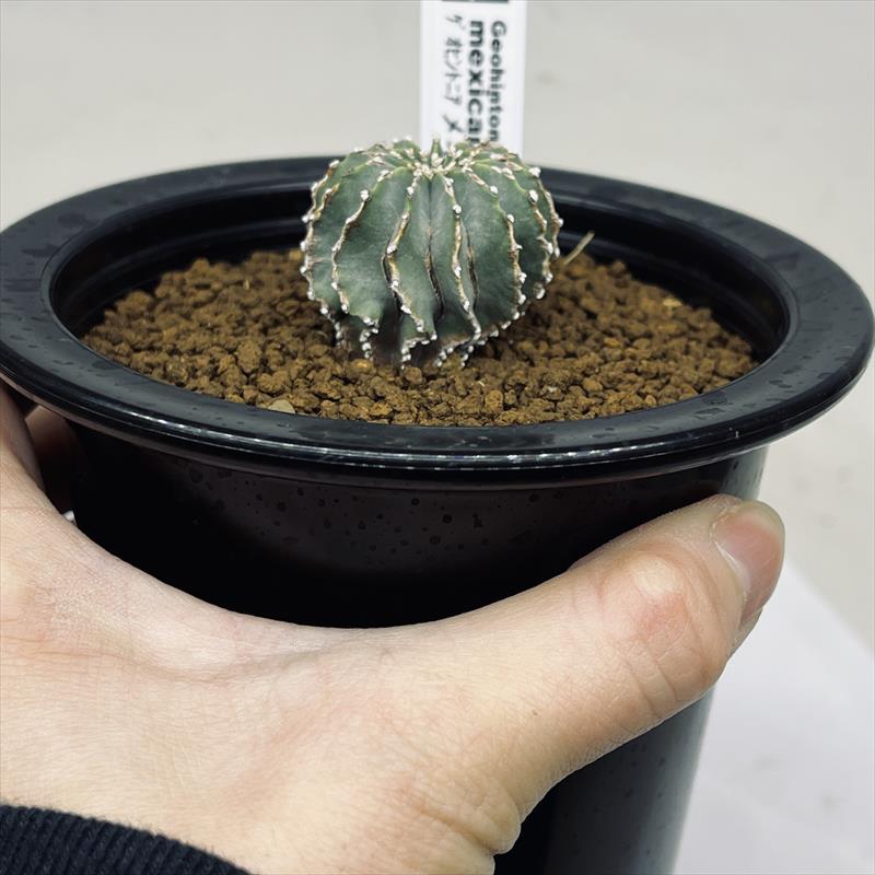 楽天市場】サボテン：ゲオヒントニア メキシカーナ 実生*幅3cm 現品