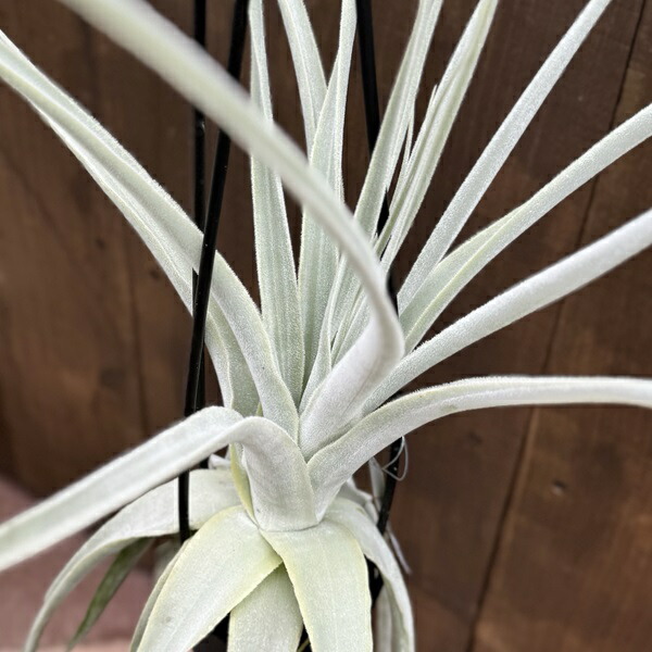 楽天市場】おしゃれ 観葉植物 エアープランツ：チランジア