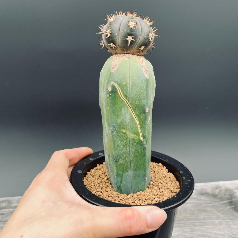 楽天市場】サボテン：ギムノカリキウム 短刺天平丸 ツギ*幅4.5cm 現品