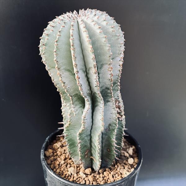 楽天市場】多肉植物：ユーフォルビア ホリダ*L 幅8cm : 遊恵盆栽