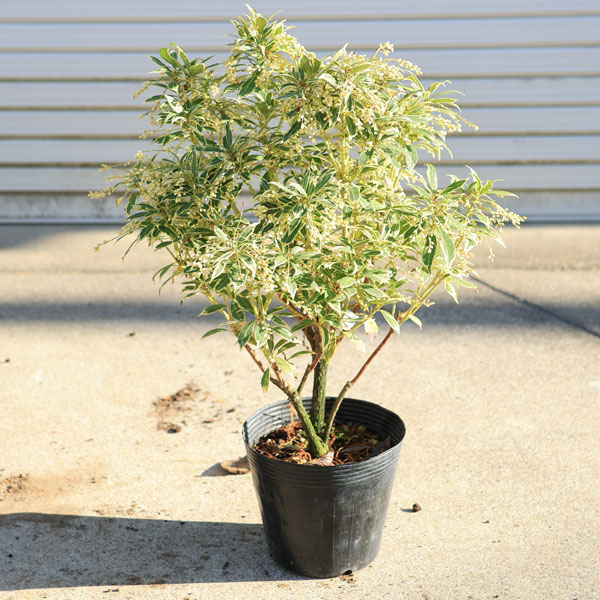 楽天市場】庭木・植木・苗：斑入アセビ（ホワイトリム）白花 6号 *大株