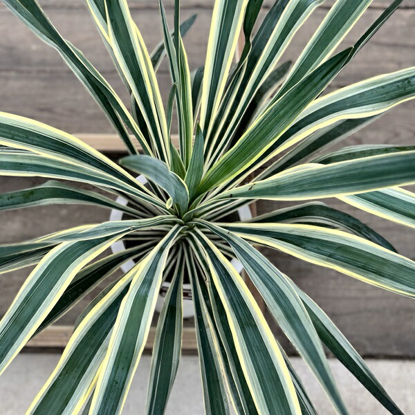 楽天市場】おしゃれ 観葉植物：斑入りユッカ グロリオサ*バリエガータ