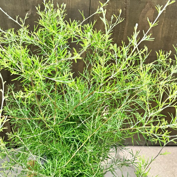 楽天市場】花苗 観葉植物：グレビレア センパフローレンス 大*オージー