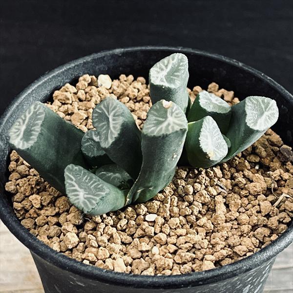 楽天市場】多肉植物：ハオルチア 万象*幅4.5cm 現品！一品限り
