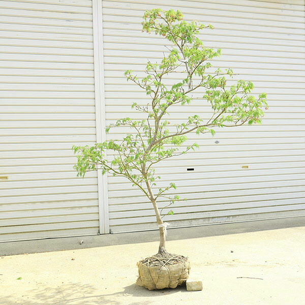 楽天市場】特撰庭木・植木：青しだれもみじ（青枝垂れもみじ）*青