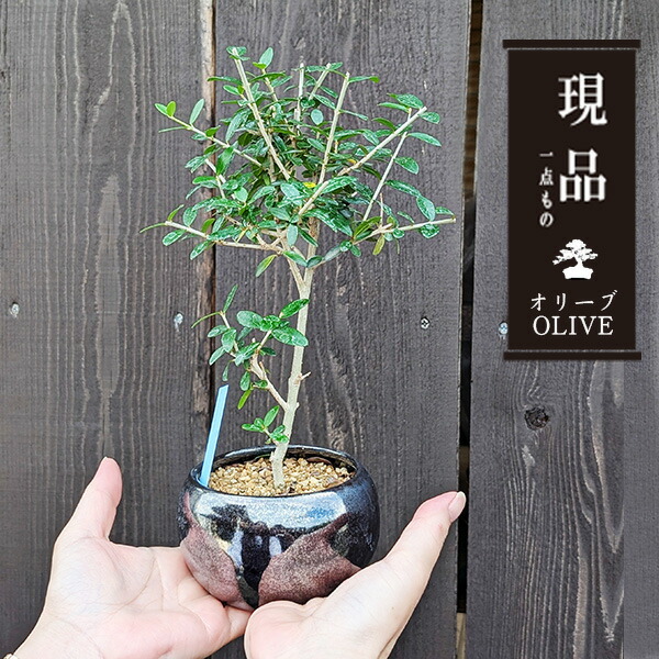 楽天市場】モダン盆栽：オリーブの木*（天目色丸陶器鉢）現品 一点物