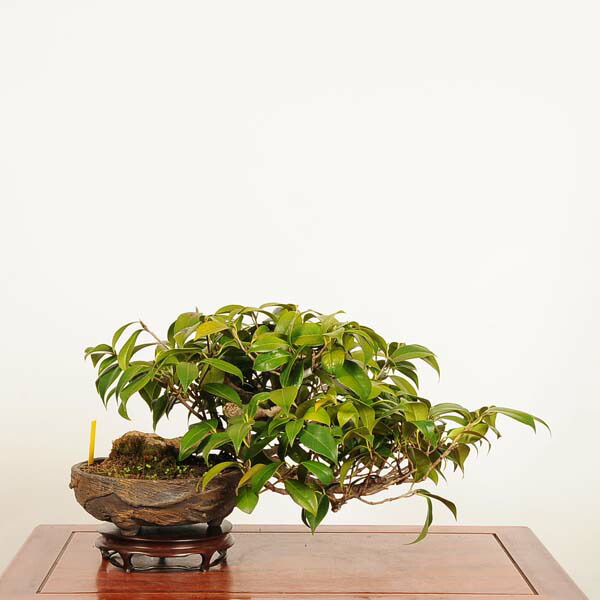 植木 椿」の人気商品一覧 | 安い商品を通販サイトから探す - 価格.com