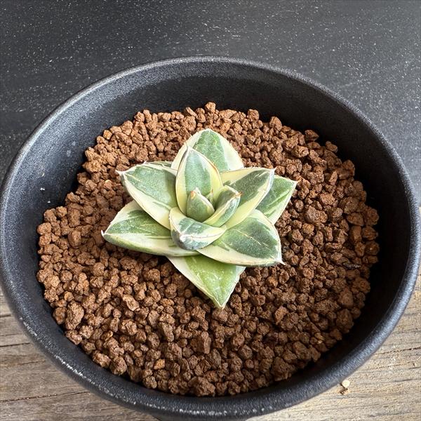 楽天市場】多肉植物：アガベ ピンキー*幅4.5cm 現品！一品限り