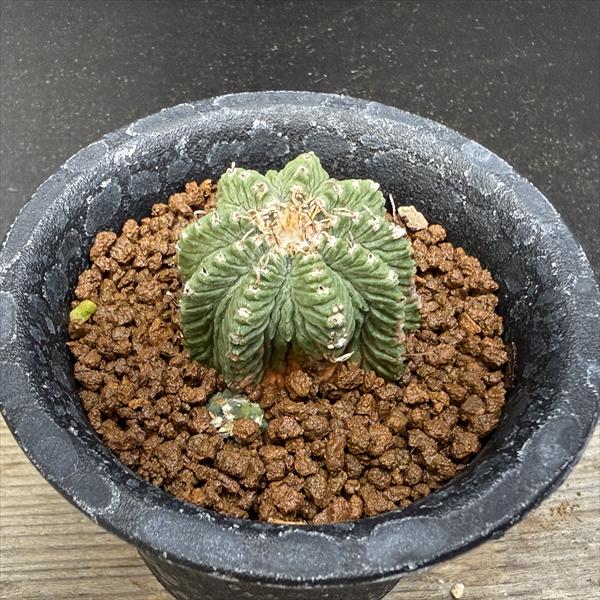 楽天市場】花籠 サボテンの通販