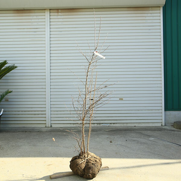 植木 盆栽 ナツハゼ」の人気商品一覧 | 安い商品を通販サイトから探す