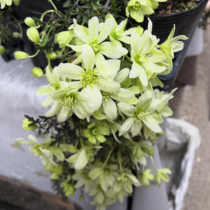 楽天市場】多肉植物 アガベ 王妃笹の雪 B型 2.5号ポット苗 : やましち