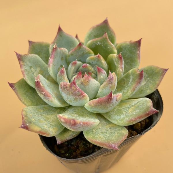 楽天市場】多肉植物 エケベリア 桃太郎 7.5〜9cmポット苗 : やましち山