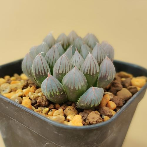 楽天市場】多肉植物 ハオルチア ブラックオブツーサ 7.5〜9cmポット苗