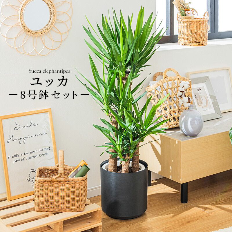 楽天市場】ユッカ リギダ 苗木 5号鉢【h14sotoni】 : 千草園芸