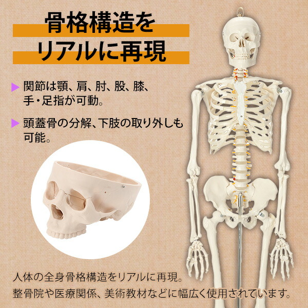 楽天市場】人体模型 骨格模型 全身骨格 模型 等身大 間接模型 骨格標本